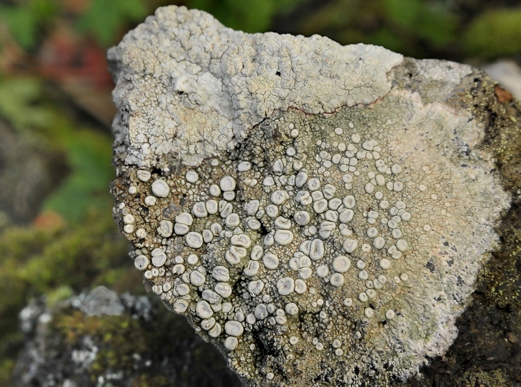 Ochrolechia parella.